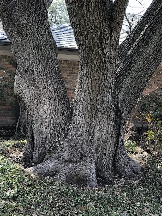 Mature heritage tree close to a Strabane property cared for by certified arborists